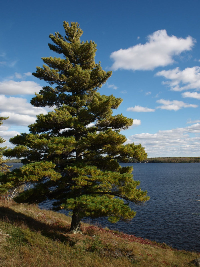 Tall White Pine Tree on grassy slope by calm blue lake