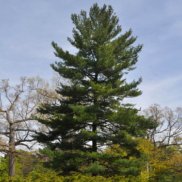 White pine tree with tall dense conical shape and vibrant green needles