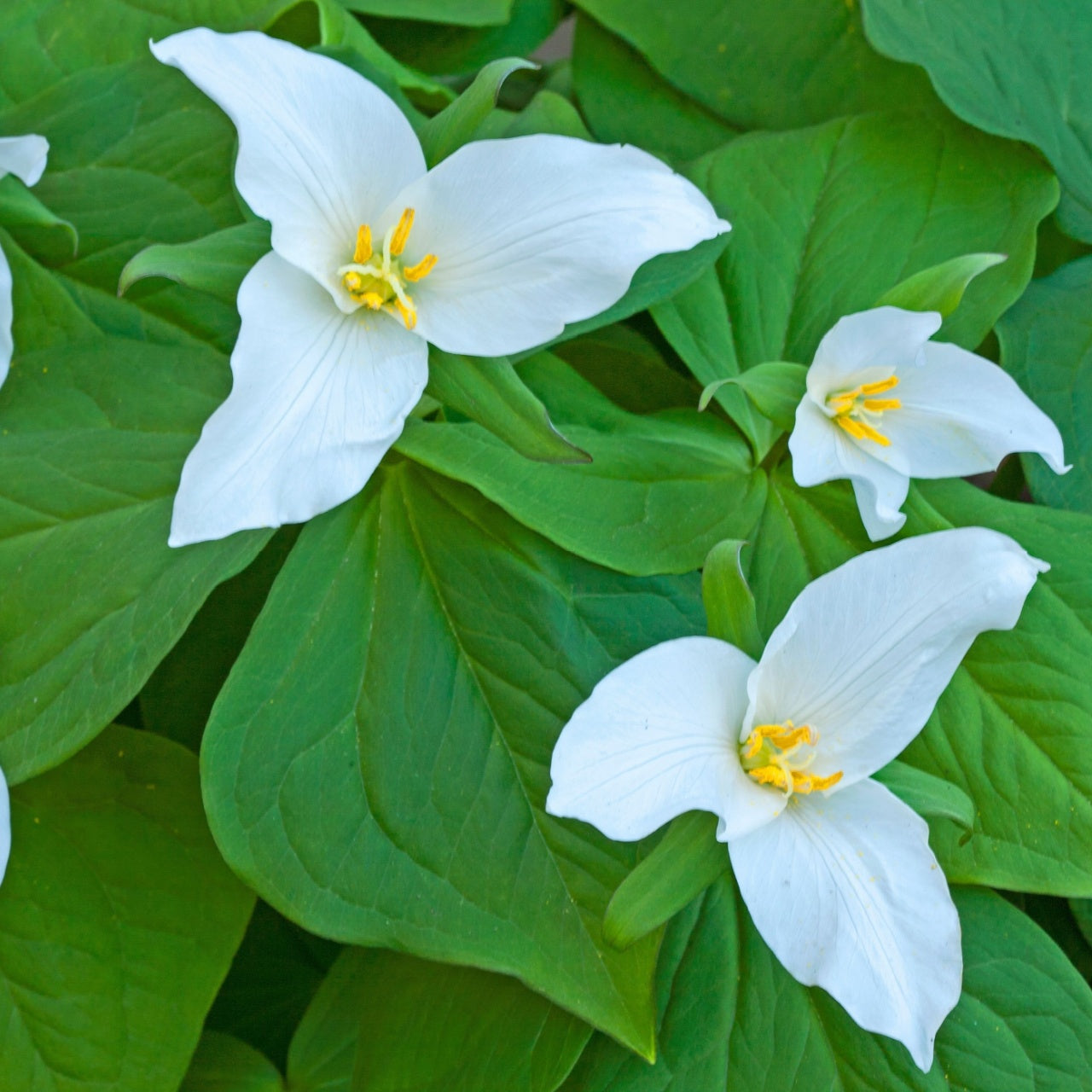 White trillium flowers with delicate petals and yellow centers in lush leaves