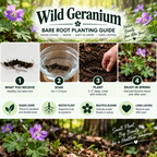 Wild Geranium Plant