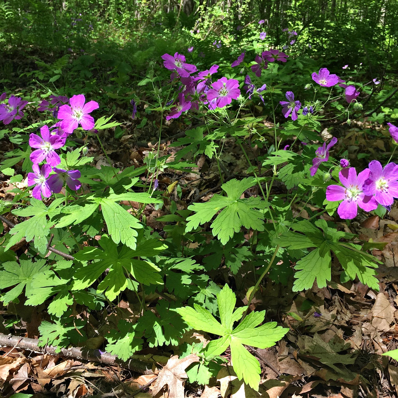 Wild geranium plant with vibrant purple flowers and lobed leaves in forest