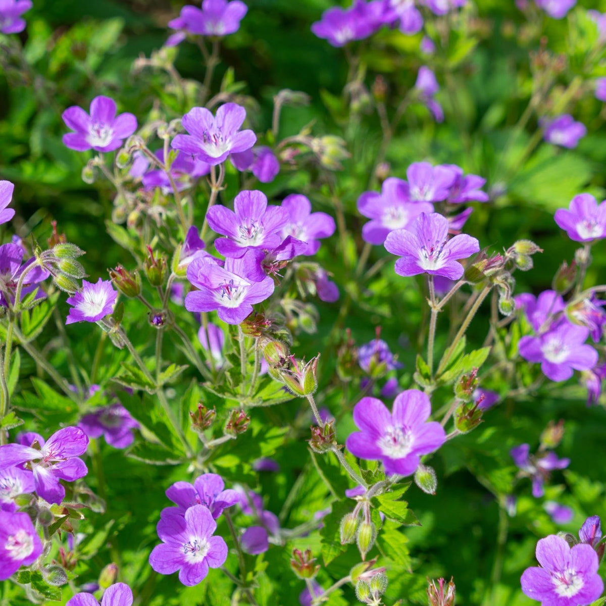 Purple wild geranium flowers with white centers and green foliage