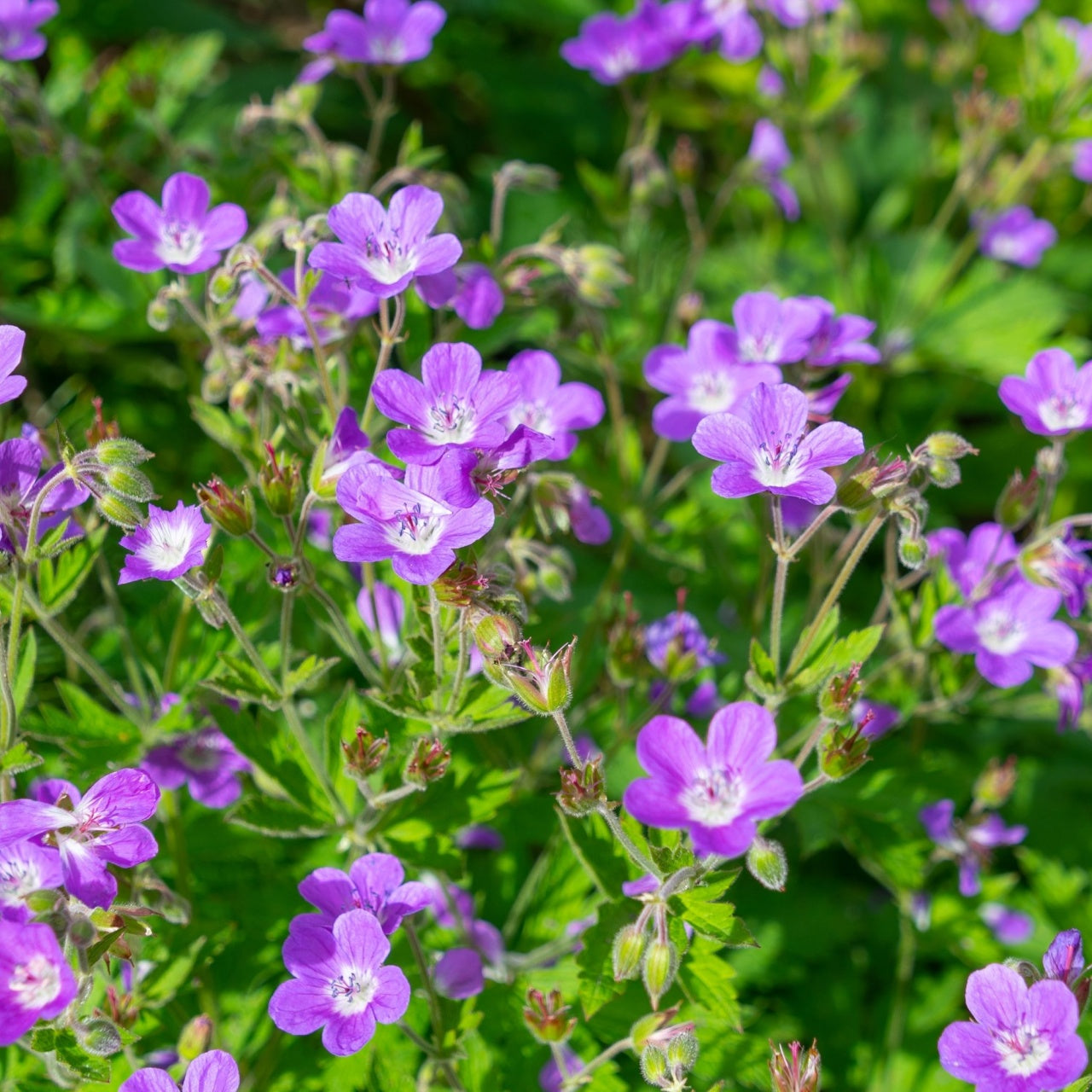Purple wild geranium flowers with white centers and green foliage