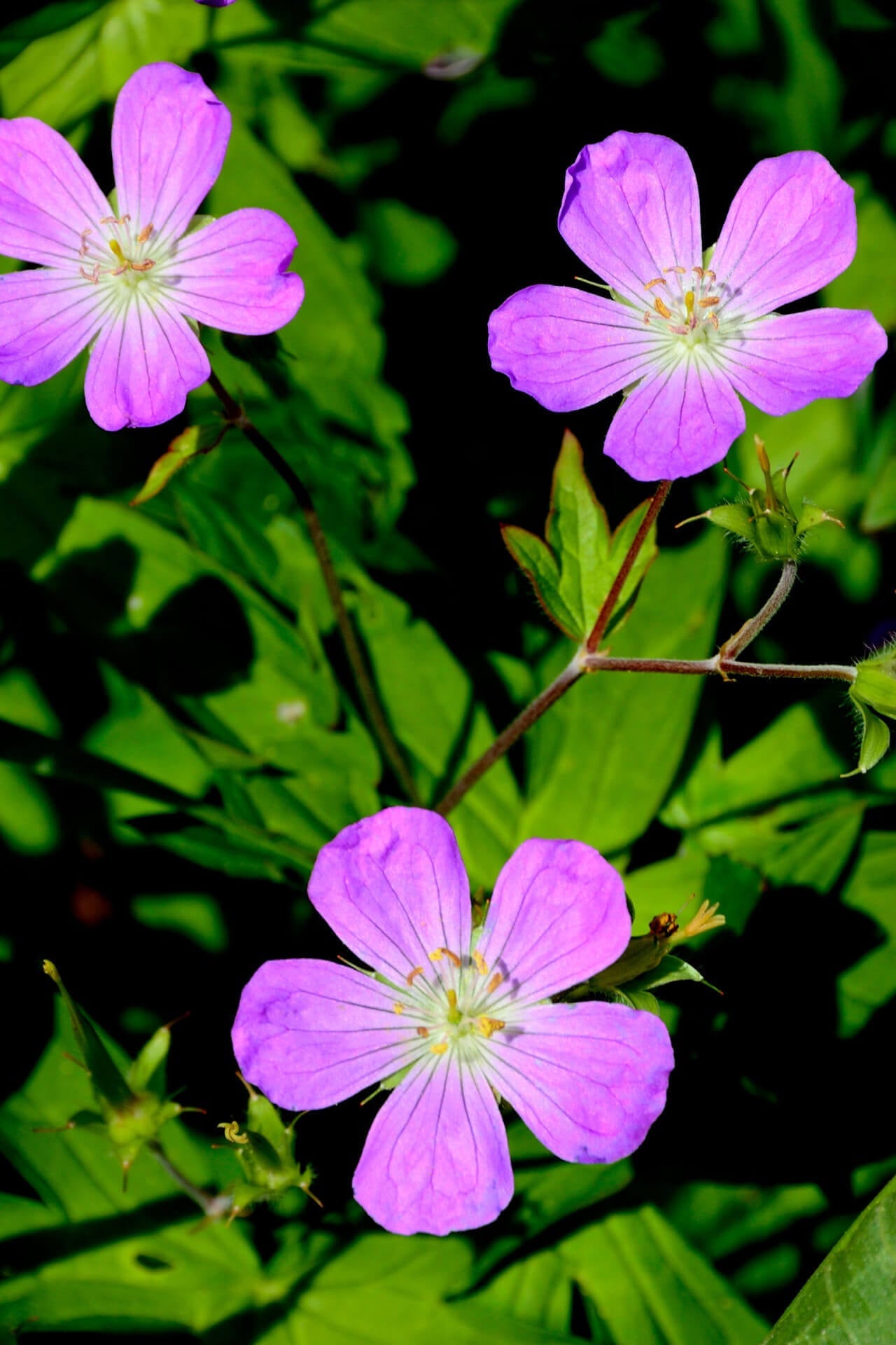 Three vibrant purple wild geranium wildflowers with yellow centers in lush green foliage