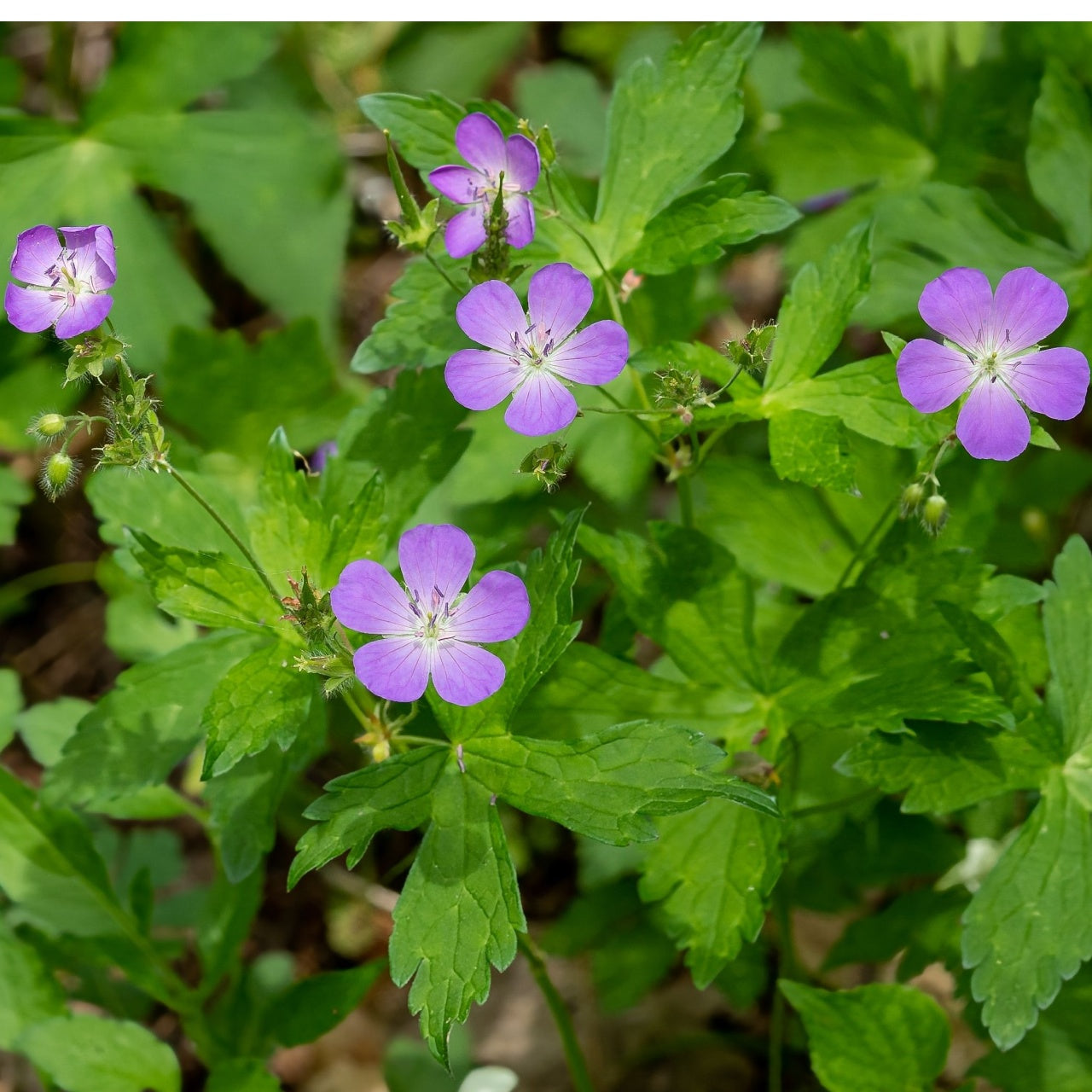 Purple wild geranium five-petaled flowers with white centers on green leaves