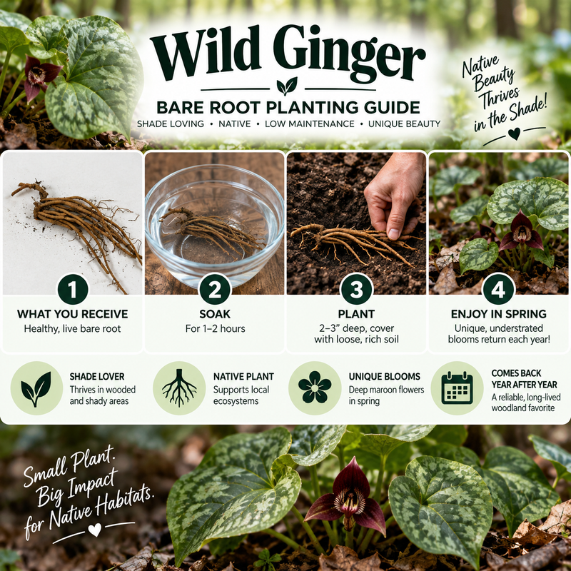 An informational graphic titled 'Wild Ginger Bare Root Planting Guide' with four numbered steps showing what a buyer receives, soaking roots, planting, and enjoying spring blooms. The design includes product photos, text callouts, and decorative nature imagery on a dark background.