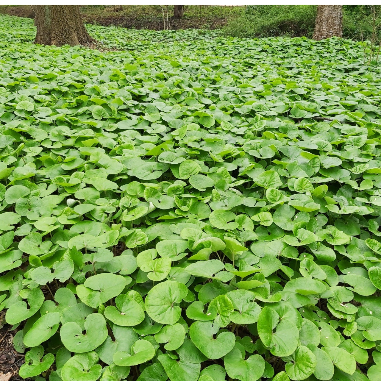 Vibrant green heart-shaped leaves of Wild Ginger Plant on forest floor