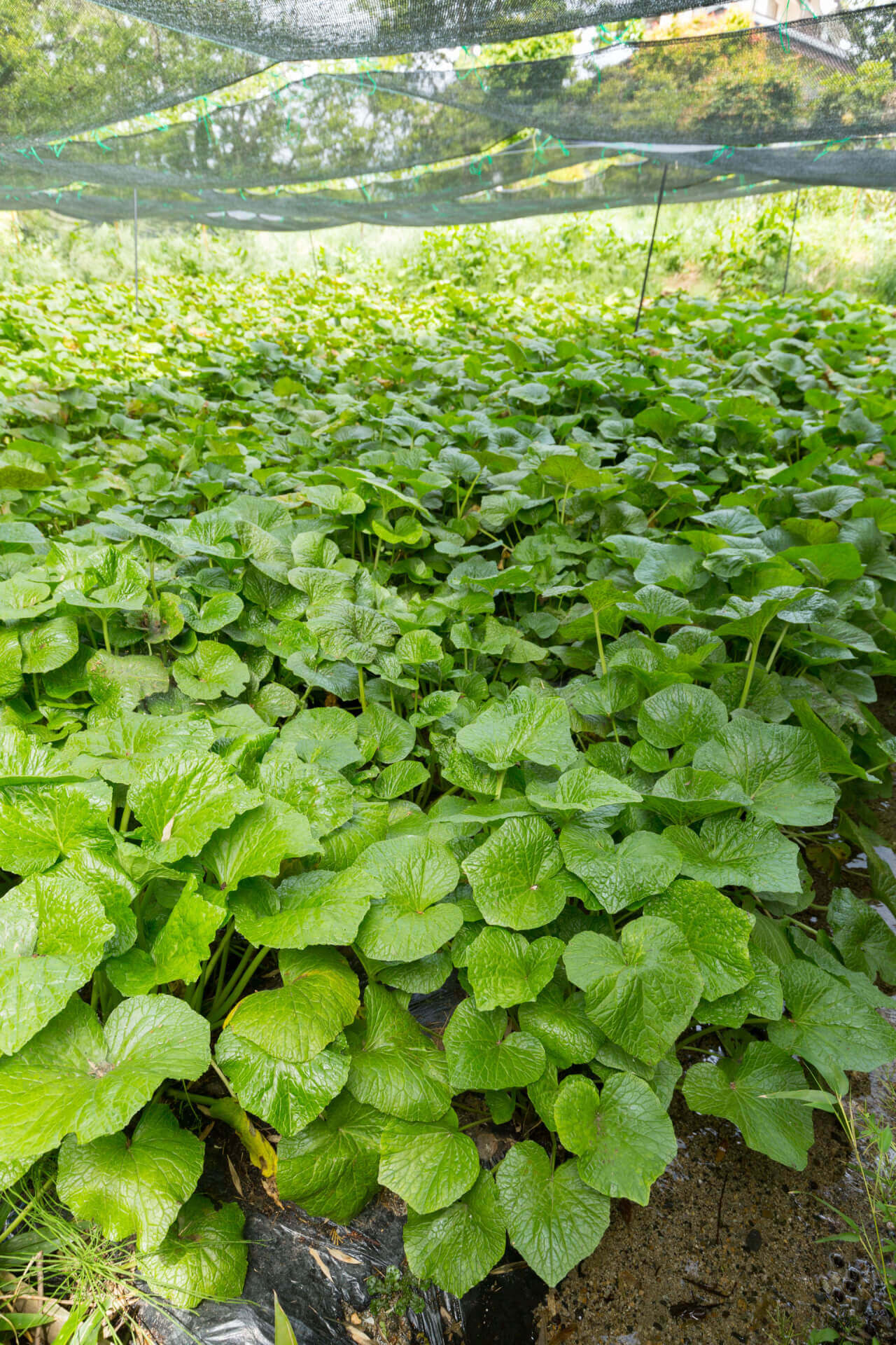 Wild ginger plant with lush heart-shaped leaves under netted canopy