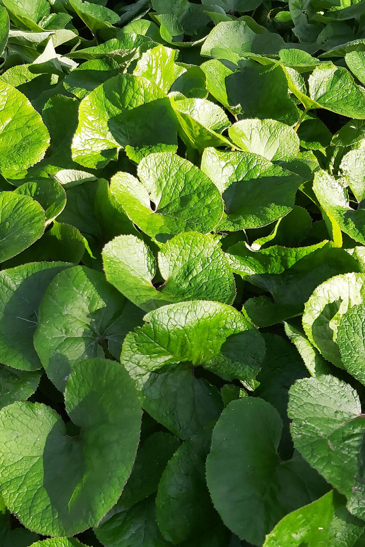 Wild Ginger Plant vibrant green heart-shaped leaves with serrated edges