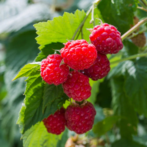 Red Raspberry Bush