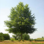 Lush green Willow Oak tree with broad canopy in open grassy area