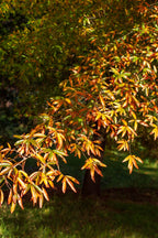 Vibrant maple leaves in green, yellow, orange on Willow Oak Seedlings branch