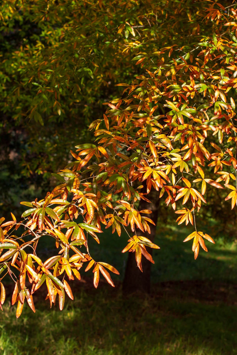 Vibrant maple leaves in green, yellow, orange on Willow Oak Seedlings branch