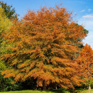 Vibrant orange Willow Oak tree with dense foliage against blue sky