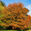 Vibrant orange Willow Oak tree with dense foliage against blue sky