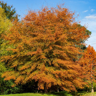 Vibrant orange Willow Oak tree with dense foliage against blue sky