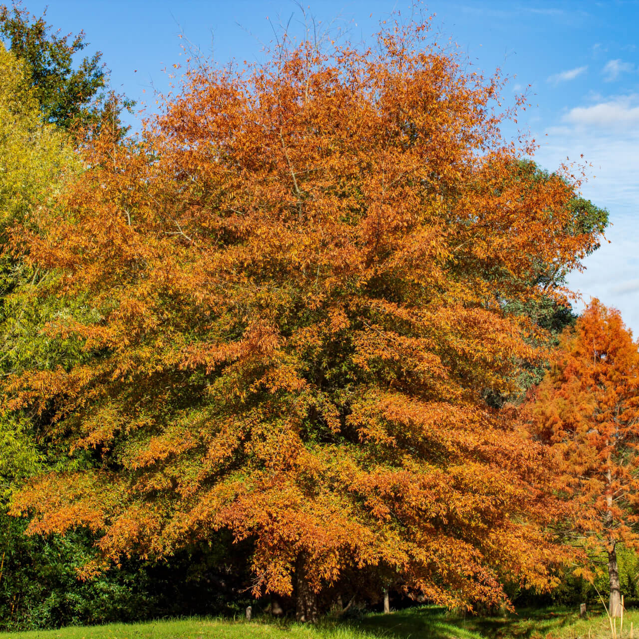 Vibrant orange Willow Oak tree with dense foliage against blue sky