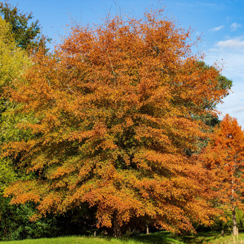 Vibrant orange Willow Oak tree with dense foliage against blue sky