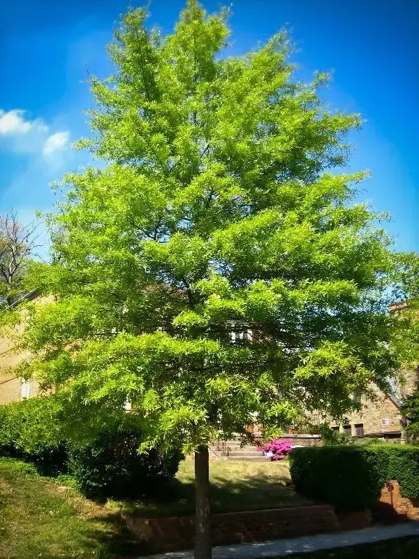 Tall lush Willow Oak tree with dense green foliage against blue sky