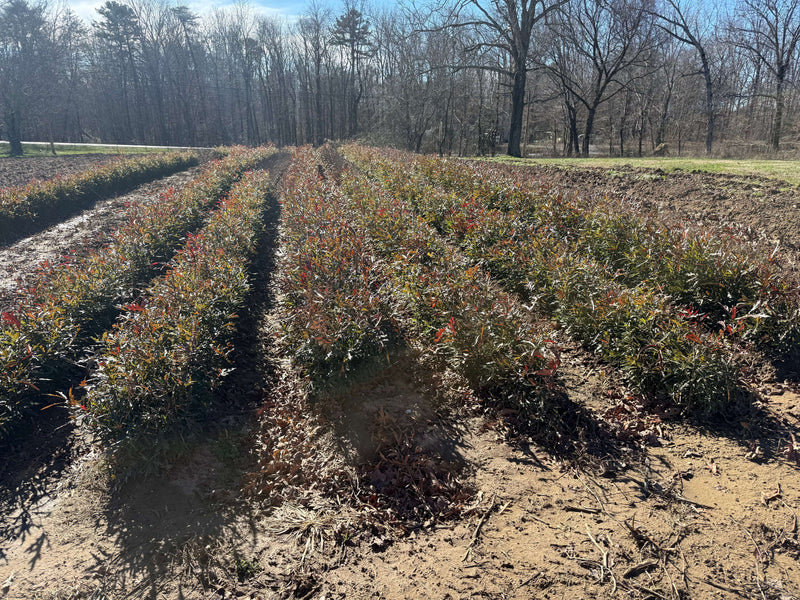 Rows of Willow Oak seedlings with green and reddish-brown leafy foliage in tilled field
