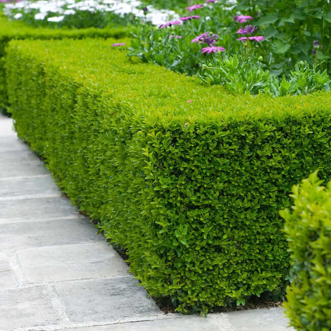 Vibrant Wintergreen Boxwood hedge lining stone pathway