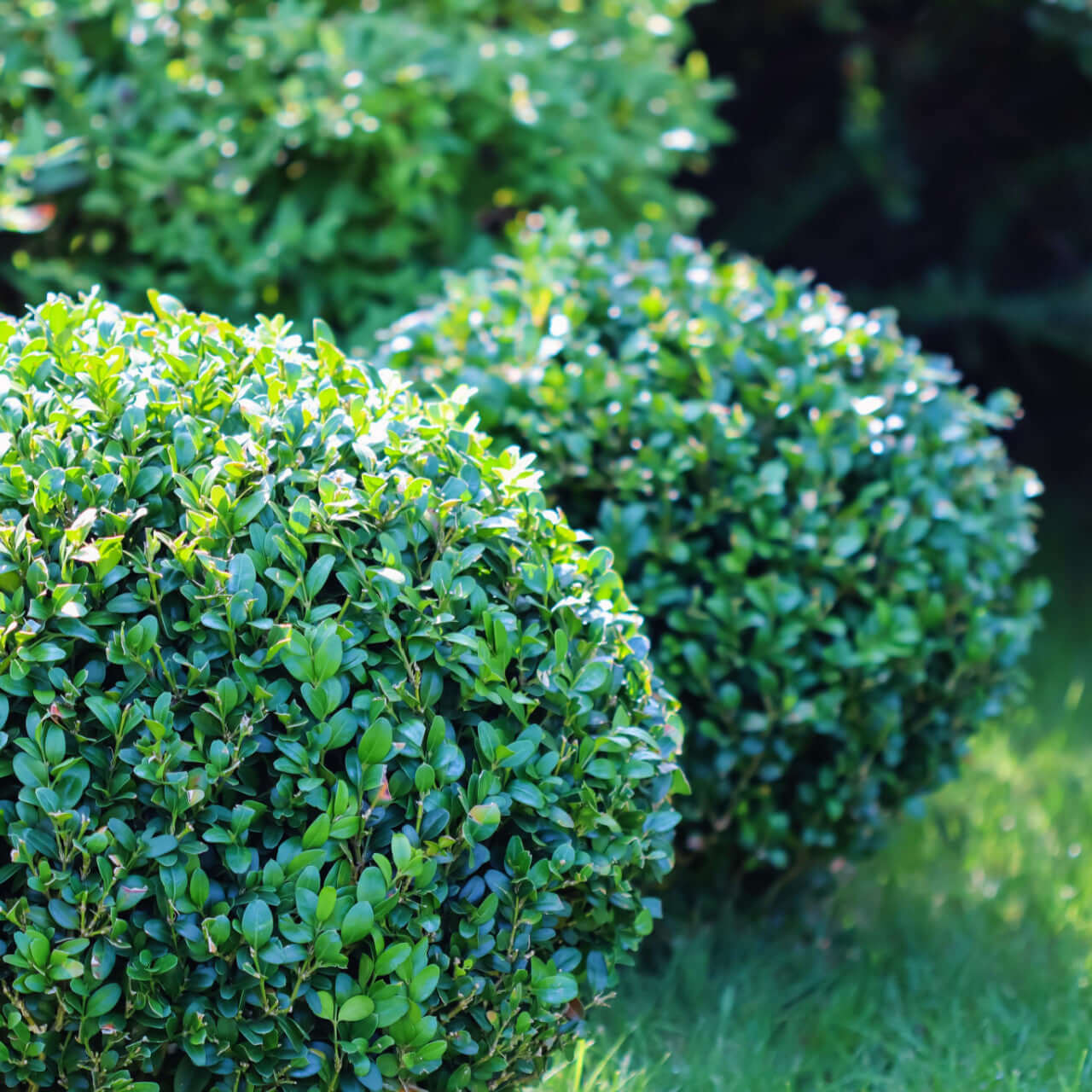 Lush spherical Wintergreen Boxwood shrub with dense trimmed green foliage