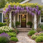 A beautifully landscaped front porch of a house covered with cascading purple wisteria flowers, with a stone path leading up the steps to a dark wood front door, flanked by green plants and shrubs.