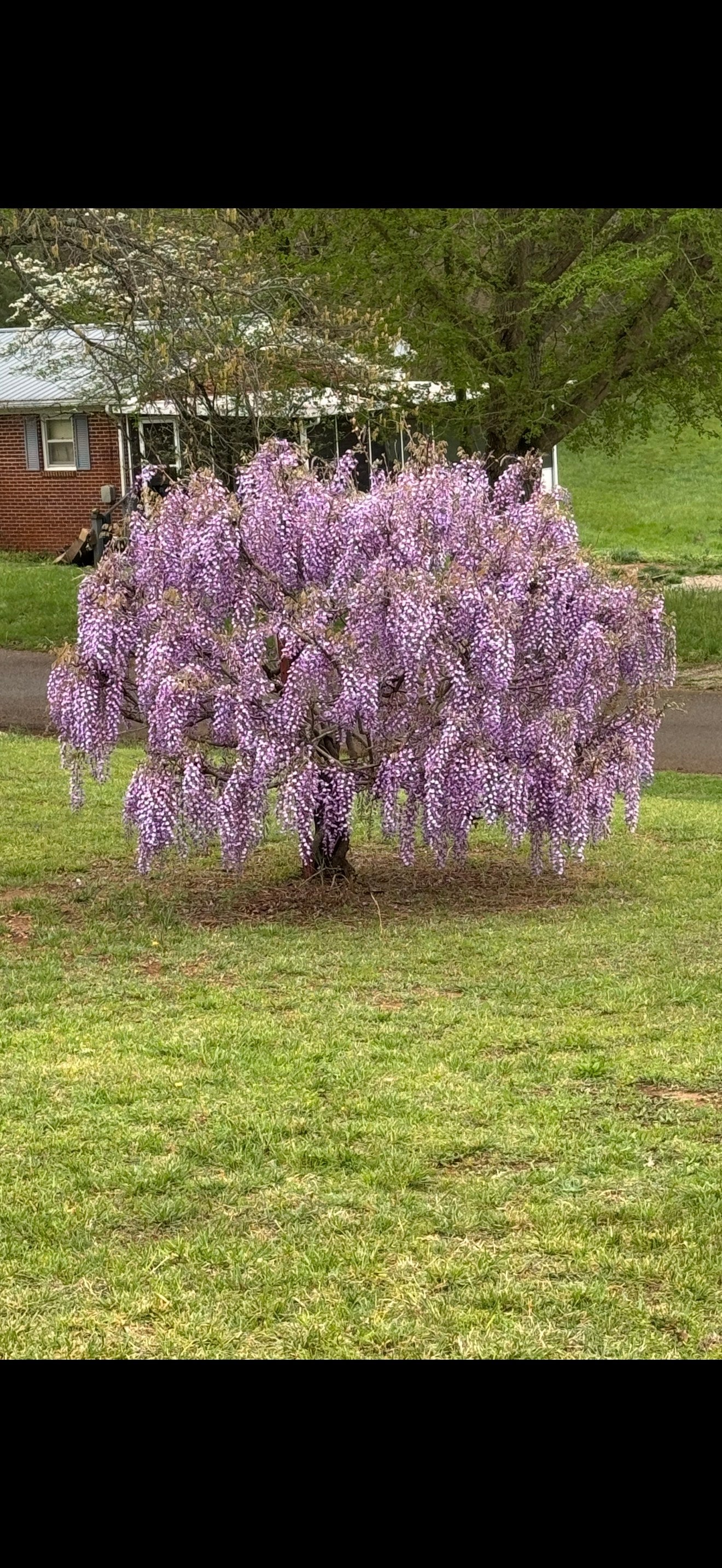 Vibrant purple wisteria tree with lush cascading flower clusters
