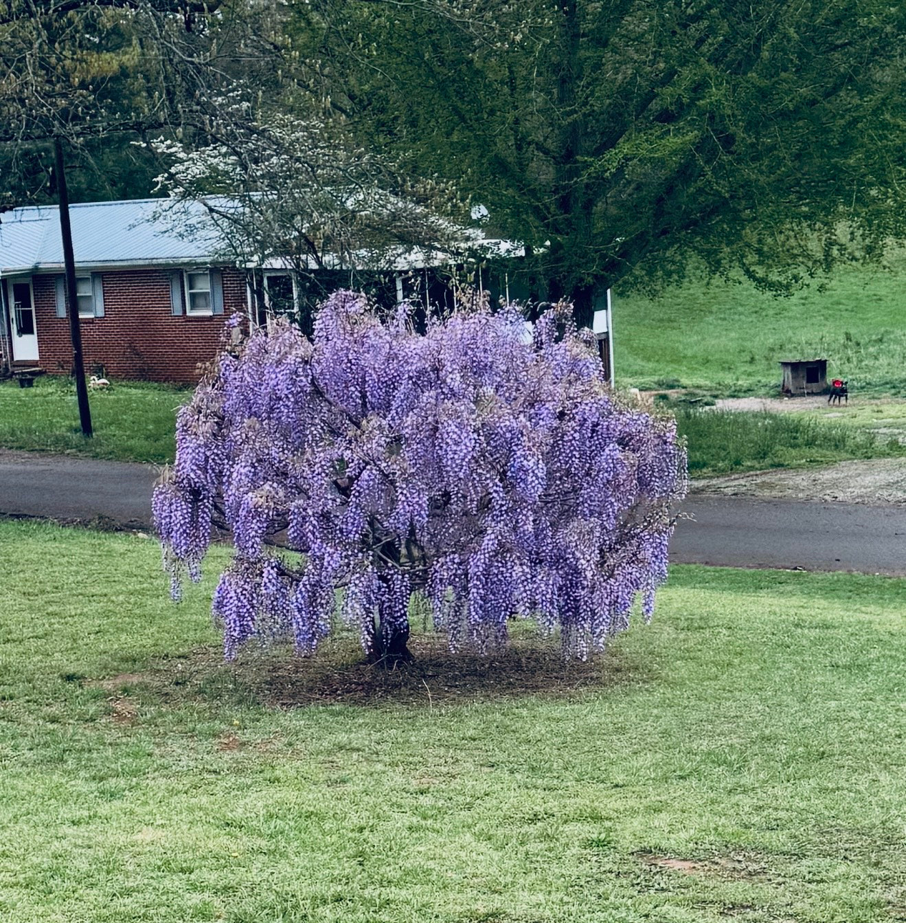 Vibrant purple wisteria tree bush in full bloom