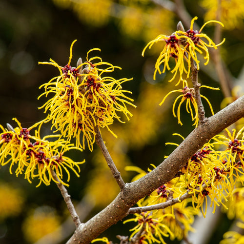 Vibrant yellow witch hazel shrub blossoms with spidery petals, burgundy centers