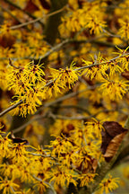 Vibrant yellow witch hazel blossoms on Witch Hazel Shrub branches