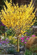 Vibrant yellow forsythia tree in Witch Hazel Shrub garden bed with flowers