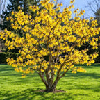 Yellow Bloominfg Witch Hazel Shrub