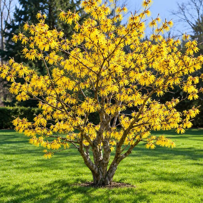 Yellow Bloominfg Witch Hazel Shrub