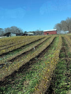 Red barn with white roof at end of field for Witch Hazel Seedlings