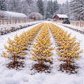 Yellow flowering shrubs in snowy field with red barn and tractor in winter landscape - TN Nursery