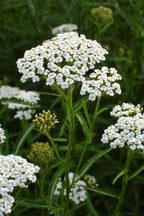 Delicate white yarrow flowers with feathery green stems on Yarrow Plant