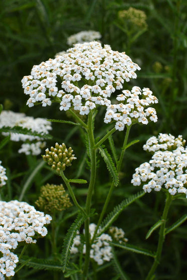 Delicate white yarrow flowers with feathery green stems on Yarrow Plant