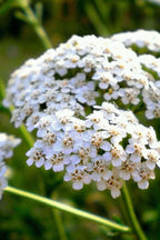 Delicate white yarrow flowers with tiny petals on slender green stems, Yarrow Plant