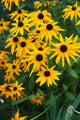 Bright yellow black-eyed susan coneflowers with dark brown centers in lush green garden