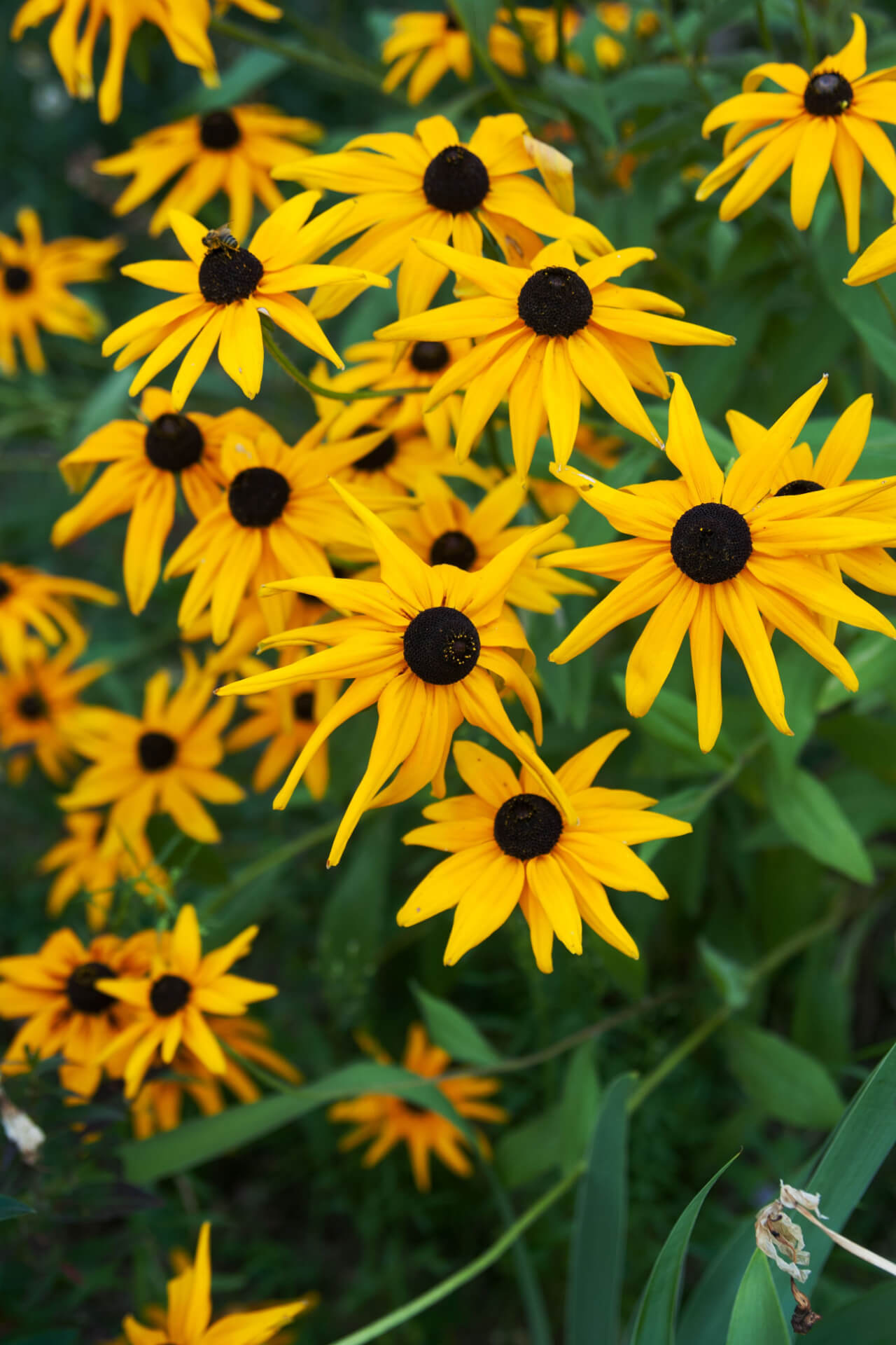 Bright yellow black-eyed susan coneflowers with dark brown centers in lush green garden