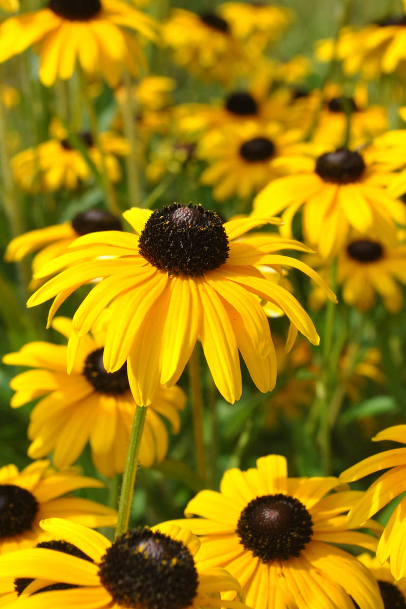 Bright yellow black-eyed susan coneflowers with brown centers in sunlit field