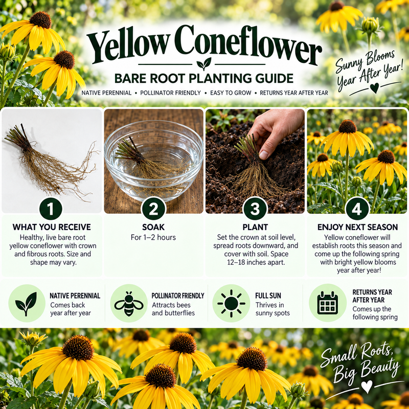 Yellow Coneflower Bare Root Planting Guide infographic showing four steps: what is received, soak, plant, and enjoy next season, with icons and text on a yellow flower background. Small Roots, Big Beauty branding appears at the bottom right.
