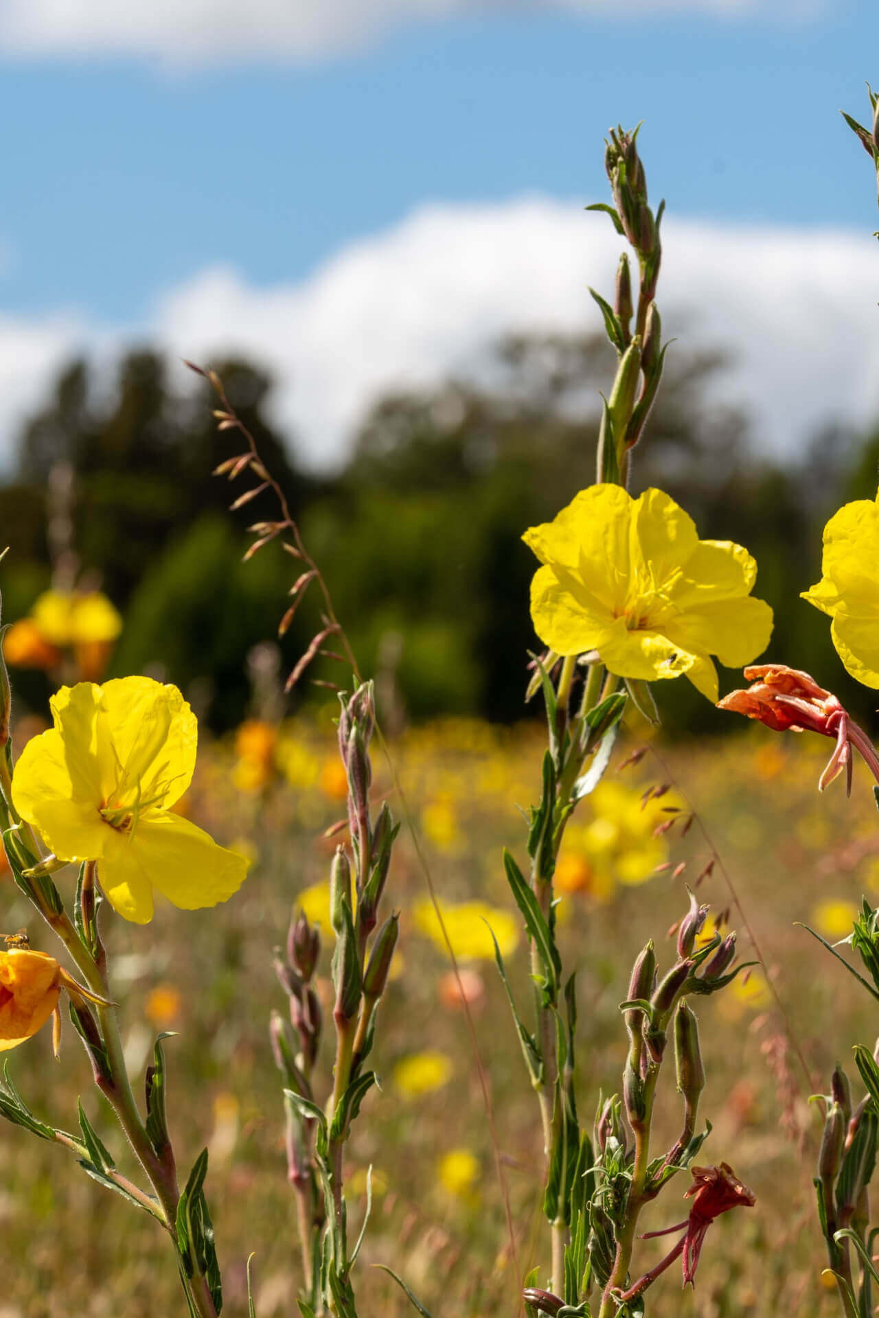 Yellow primrose plant: bright yellow evening primrose flowers swaying in sunlit meadow