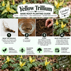 Yellow Trillium bare root planting guide infographic showing a 4-step process with photos of roots, soaking water, planted bulbs, and mature yellow flowers on a forest floor.