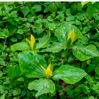 Vibrant yellow trillium flowers with glossy green leaves in lush forest understory
