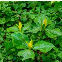 Vibrant Yellow Trillium flowers with glossy green leaves in lush forest