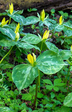 Yellow trillium plant with variegated green leaves in forest