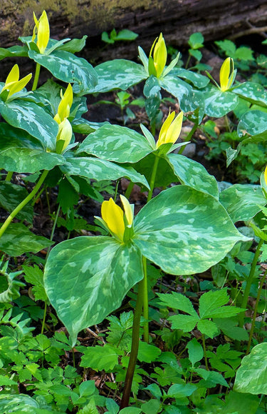 Yellow trillium plant with variegated green leaves in forest