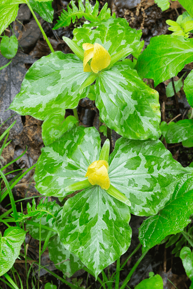 Yellow trillium plant with two vibrant flowers and glossy variegated leaves